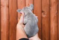 Jack, a male French Bulldog for sale in Crescent City, CA – Photo 3 of 4