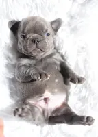 Jack, a male French Bulldog for sale in Crescent City, CA – Photo 4 of 4