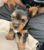 Bluey, a male Yorkshire Terrier for sale in Beverly Hills, CA – 4 of 7
