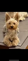 Bluey, a male Yorkshire Terrier for sale in Beverly Hills, CA – 7 of 7
