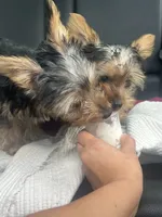 Bluey, a male Yorkshire Terrier for sale in Beverly Hills, CA – 2 of 2