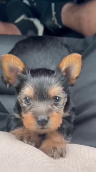 Bluey, a male Yorkshire Terrier for sale in Beverly Hills, CA – 5 of 7