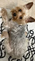 Bluey, a male Yorkshire Terrier for sale in Beverly Hills, CA – 6 of 7
