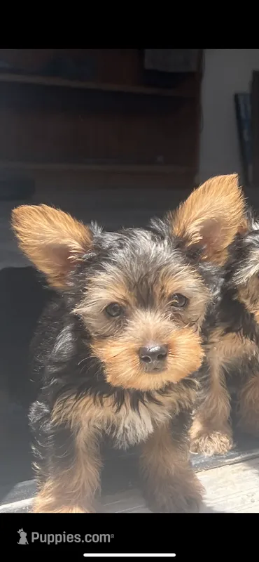 Yorkie Puppies – Yorkshire Terrier puppy for sale in Beverly Hills, CA