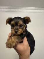 Yorkie Puppies, a female Yorkshire Terrier for sale in Beverly Hills, CA – 2 of 7