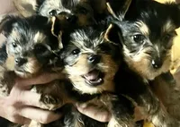 Bluey, a male Yorkshire Terrier for sale in Beverly Hills, CA – 2 of 7