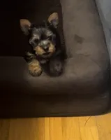 Bluey, a male Yorkshire Terrier for sale in Beverly Hills, CA – 3 of 7