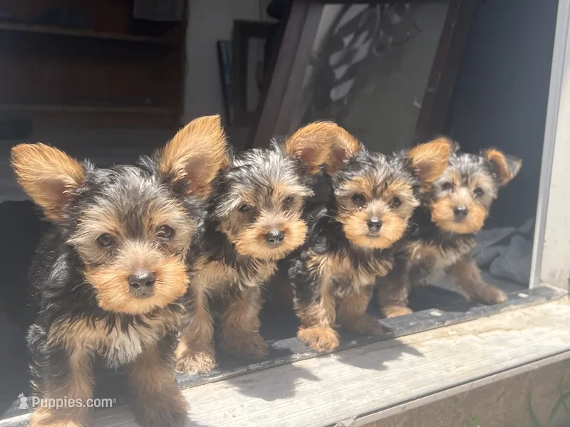Yorkie Puppies – Yorkshire Terrier puppy for sale in Beverly Hills, CA