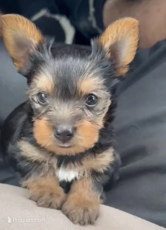 Bluey – Yorkshire Terrier puppy for sale in Beverly Hills, CA