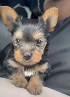 Bluey, a male Yorkshire Terrier for sale in Beverly Hills, CA – 1 of 7