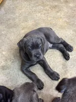 Cane Corso, a male Cane Corso for sale in Cape Coral, FL – 8 of 9