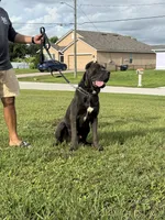 Cane Corso, a male Cane Corso for sale in Cape Coral, FL – 7 of 9