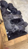 Cane Corso, a male Cane Corso for sale in Cape Coral, FL – 6 of 9
