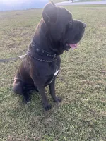 Cane Corso, a male Cane Corso for sale in Cape Coral, FL – 9 of 9