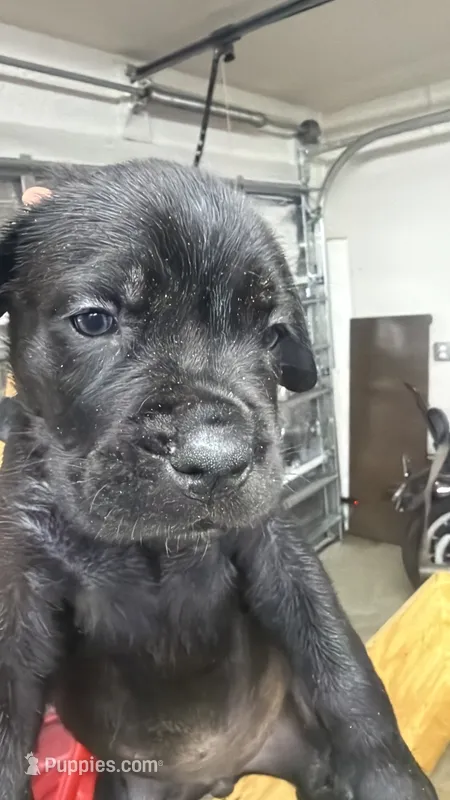 Cane Corso – Cane Corso puppy for sale in Cape Coral, FL