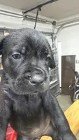 Cane Corso, a male Cane Corso for sale in Cape Coral, FL – 1 of 9