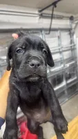 Cane Corso, a male Cane Corso for sale in Cape Coral, FL – 4 of 9