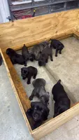 Cane Corso, a male Cane Corso for sale in Cape Coral, FL – 2 of 9