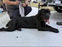 Cane Corso, a male Cane Corso for sale in Cape Coral, FL – 3 of 9