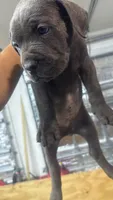 Cane Corso, a male Cane Corso for sale in Cape Coral, FL – 5 of 9
