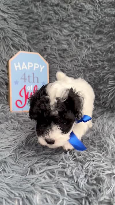 Boomer, a male Poodle - Toy  for sale in Jeffersonville, IN – 7 of 10