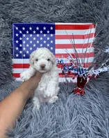 Bell, a female Poodle - Toy  for sale in Jeffersonville, IN – 2 of 7