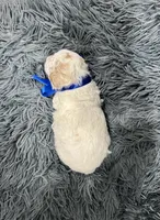 Blaze, a male Poodle - Toy  for sale in Jeffersonville, IN – 3 of 3
