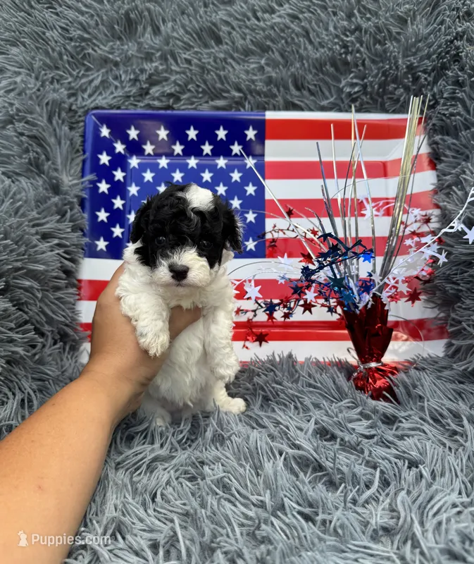 Boomer – Poodle - Toy  puppy for sale in Jeffersonville, IN