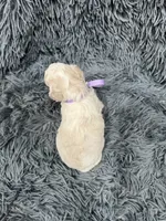 Star, a female Poodle - Toy  for sale in Jeffersonville, IN – 4 of 4