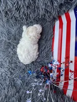 Bell, a female Poodle - Toy  for sale in Jeffersonville, IN – 4 of 7