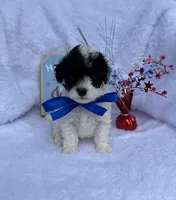 Boomer, a male Poodle - Toy  for sale in Jeffersonville, IN – 5 of 10