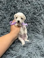 Star, a female Poodle - Toy  for sale in Jeffersonville, IN – 3 of 4