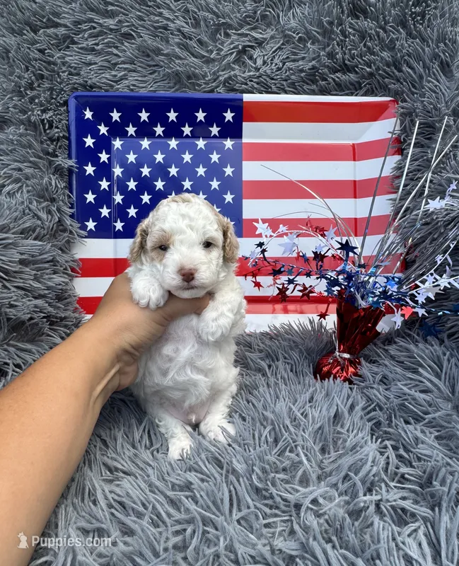 Blaze – Poodle - Toy  puppy for sale in Jeffersonville, IN