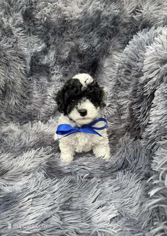 Boomer – Poodle - Toy  puppy for sale in Jeffersonville, IN
