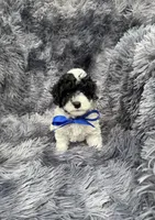Boomer, a male Poodle - Toy  for sale in Jeffersonville, IN – 1 of 10