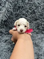 Sparkle , a female Poodle - Toy  for sale in Jeffersonville, IN – 3 of 3