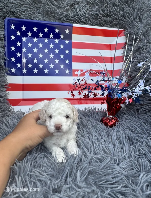 Bell – Poodle - Toy  puppy for sale in Jeffersonville, IN