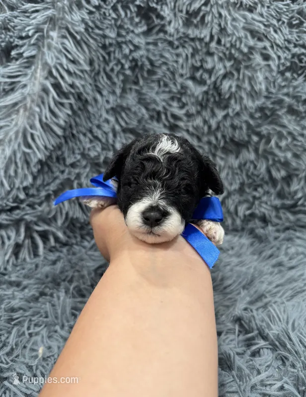 Rocket – Poodle - Toy  puppy for sale in Jeffersonville, IN
