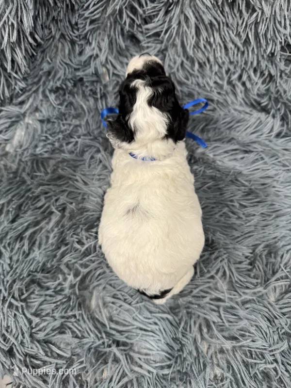 Boomer – Poodle - Toy  puppy for sale in Jeffersonville, IN