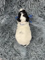 Boomer, a male Poodle - Toy  for sale in Jeffersonville, IN – 1 of 1