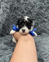 Boomer, a male Poodle - Toy  for sale in Jeffersonville, IN – 9 of 10