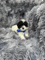 Boomer, a male Poodle - Toy  for sale in Jeffersonville, IN – 2 of 10