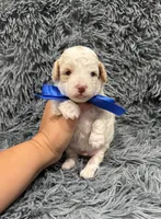 Blaze, a male Poodle - Toy  for sale in Jeffersonville, IN – 2 of 3