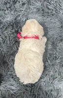 Sparkle , a female Poodle - Toy  for sale in Jeffersonville, IN – 2 of 3