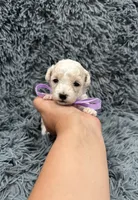 Star, a female Poodle - Toy  for sale in Jeffersonville, IN – 1 of 4