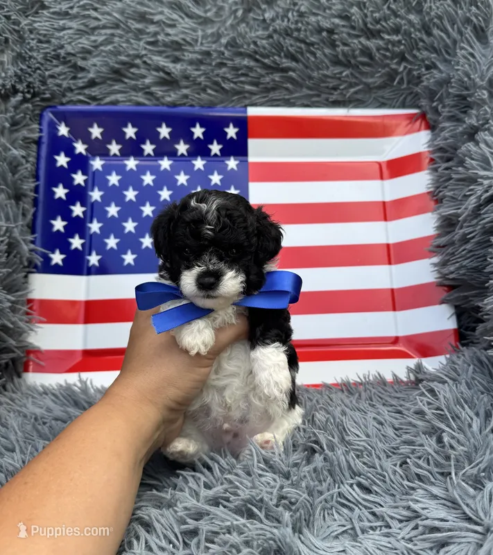 Rocket – Poodle - Toy  puppy for sale in Jeffersonville, IN
