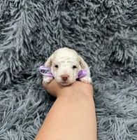 Bell, a female Poodle - Toy  for sale in Jeffersonville, IN – 2 of 3