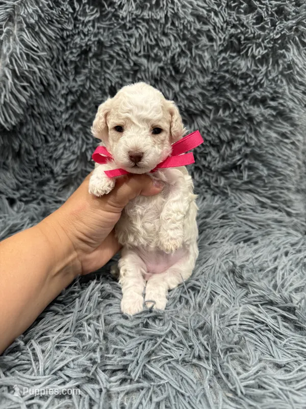 Sparkle  – Poodle - Toy  puppy for sale in Jeffersonville, IN