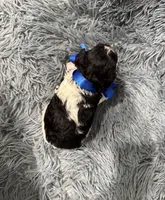 Rocket, a male Poodle - Toy  for sale in Jeffersonville, IN – 2 of 2