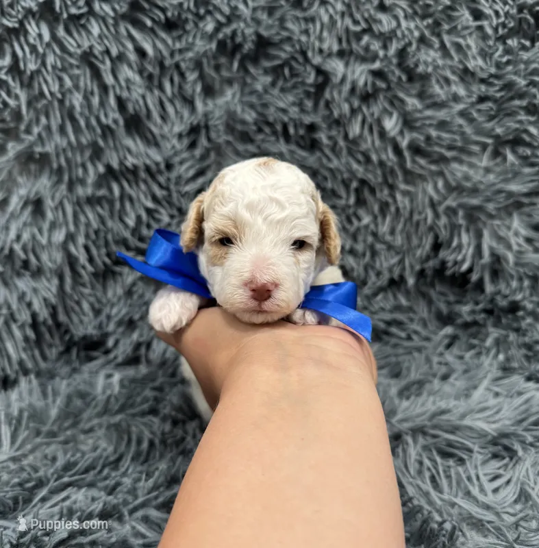 Blaze – Poodle - Toy  puppy for sale in Jeffersonville, IN